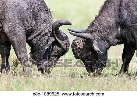African Buffalo Syncerus Caffer or Cape buffalo in the Maasai Mara Masai Mara in Kenya Two bulls head butting in a duel Africa, East Africa, Kenya, Maasai Mara, December View Large Photo Image Stock Photography - African Buffalo Syncerus Caffer or Cape buffalo in the Maasai Mara Masai Mara in Kenya Two bulls head butting in a duel Africa, East Africa, Kenya, Maasai Mara, December. Fotosearch