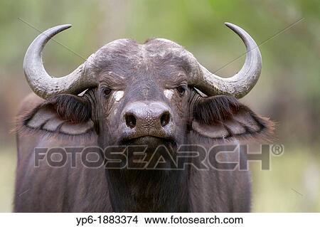 African Buffalo Syncerus caffer, Serengeti National Park, Tanzania View Large Photo Image Picture - African Buffalo Syncerus caffer, Serengeti National Park, Tanzania. Fotosearch