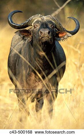 African Buffalo (Syncerus caffer caffer); bull. South Luangwa National Park, Zambia. View Large Photo Image Stock Photo - African Buffalo (Syncerus caffer caffer); bull. South Luangwa National Park, Zambia.. Fotosearch