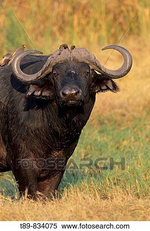 African Buffalo Syncerus caffer View Large Photo Image Stock Photography - African Buffalo Syncerus caffer. Fotosearch