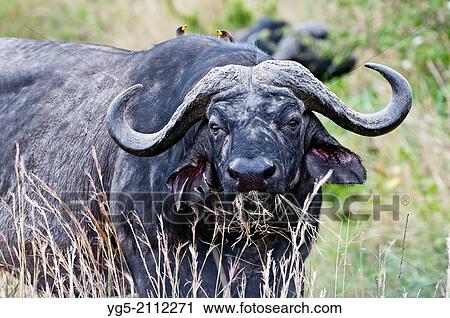 Stock Image - African buffaloes or Cape buffaloes (Syncerus caffer) eats grass, Portrait, Maasai Mara National Reserve, Rift Valley, Kenya, Africa.. Fotosearch