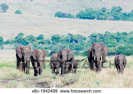 African bush elephant (Loxodonta africana), family group or herd moving in the Maasai Mara. Africa, East Africa, Kenya, December. View Large Photo Image Stock Photo - African bush elephant (Loxodonta africana), family group or herd moving in the Maasai Mara. Africa, East Africa, Kenya, December.. Fotosearch