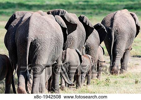 African bush elephant (Loxodonta africana), family group or herd moving in the Amboseli National Park. Africa, East Africa, Kenya, December. View Large Photo Image Stock Photo - African bush elephant (Loxodonta africana), family group or herd moving in the Amboseli National Park. Africa, East Africa, Kenya, December.. Fotosearch