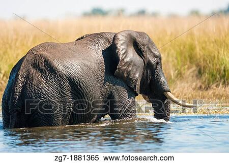 African bush elephant Loxodonta africana crossing river View Large Photo Image Stock Photography - African bush elephant Loxodonta africana crossing river. Fotosearch