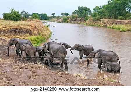 Stock Image - African Bush Elephant or African Savanna Elephant (Loxodonta africana), elephant family crossing the Mara River, Maasai Mara National Reserve, Rift Valley, Kenya, Africa.. Fotosearch