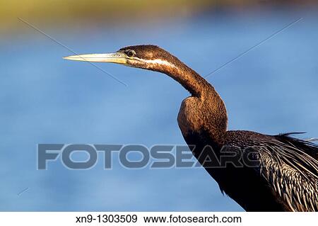 African darter Anhinga melanogaster, Chobe river, Chobe National Park, Botswana View Large Photo Image Stock Photo - African darter Anhinga melanogaster, Chobe river, Chobe National Park, Botswana. Fotosearch