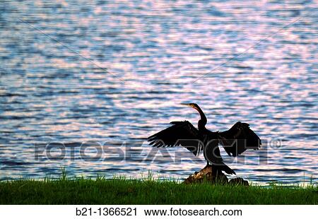 African Darter, Chobe National Park, Botswana View Large Photo Image Stock Image - African Darter, Chobe National Park, Botswana. Fotosearch