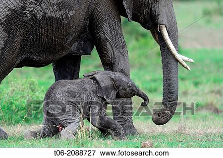 Stock Photo - African elephan, calf aged approx 2 months next to its mother (Loxodonta africana), Masai Mara National Reserve, Kenya, Africa, October.. Fotosearch
