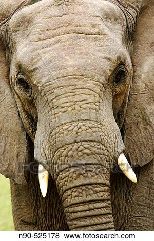 Stock Photo - African Elephant, Africa. Fotosearch