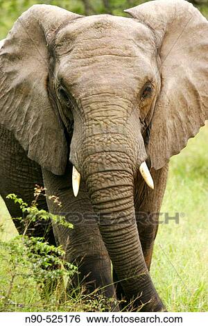 African Elephant, Africa View Large Photo Image Stock Photograph - African Elephant, Africa. Fotosearch