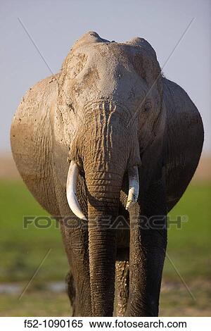 Stock Photography - African Elephant, Amboseli National Park, Kenya, Africa. Fotosearch