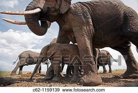 African elephant baby (Loxodonta africana) sheltering under mother's belly -wide angle perspective-, Maasai Mara National Reserve, Kenya View Large Photo Image Stock Photo - African elephant baby (Loxodonta africana) sheltering under mother's belly -wide angle perspective-, Maasai Mara National Reserve, Kenya. Fotosearch