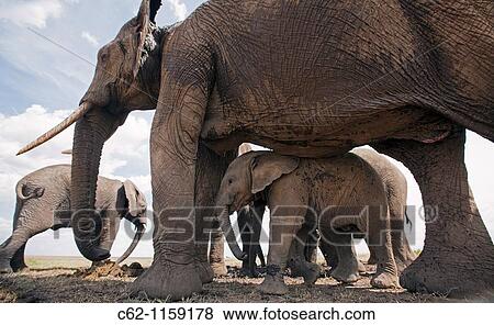 African elephant baby (Loxodonta africana) sheltering under mother's belly -wide angle perspective-, Maasai Mara National Reserve, Kenya View Large Photo Image Stock Photo - African elephant baby (Loxodonta africana) sheltering under mother's belly -wide angle perspective-, Maasai Mara National Reserve, Kenya. Fotosearch