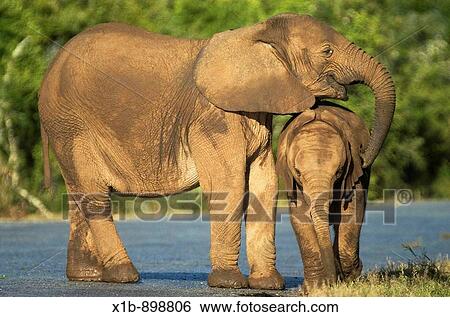 African Elephant comforting Calf at Addo National Reserve, South Africa View Large Photo Image Stock Photograph - African Elephant comforting Calf at Addo National Reserve, South Africa. Fotosearch