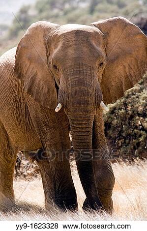 African Elephant Desert-adapted - Huab River, near Twyfelfontein, Damaraland, Namibia, Africa View Large Photo Image Stock Photo - African Elephant Desert-adapted - Huab River, near Twyfelfontein, Damaraland, Namibia, Africa. Fotosearch