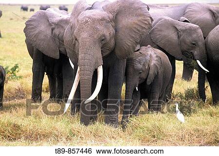 African Elephant herd Loxodonta africana View Large Photo Image Stock Photograph - African Elephant herd Loxodonta africana. Fotosearch