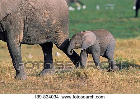 African Elephant herd Loxodonta africana & baby View Large Photo Image Picture - African Elephant herd Loxodonta africana & baby. Fotosearch