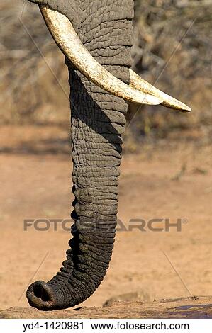 African Elephant Loxodonta africana, in the waterhole, Kruger National Park, South Africa View Large Photo Image Stock Image - African Elephant Loxodonta africana, in the waterhole, Kruger National Park, South Africa. Fotosearch