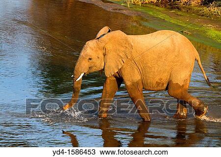African Elephant Loxodonta africana, in the river, Olifants River, Kruger National Park, South Africa View Large Photo Image Stock Image - African Elephant Loxodonta africana, in the river, Olifants River, Kruger National Park, South Africa. Fotosearch