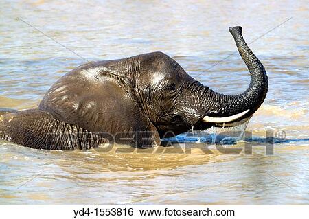 Stock Photograph - African Elephant Loxodonta africana, in the river, Shingwedzi river, Kruger National Park, South Africa. Fotosearch