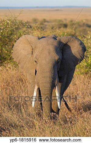 Stock Photograph - African Elephant Loxodonta africana in savannah, Masai Mara, Kenya. Fotosearch