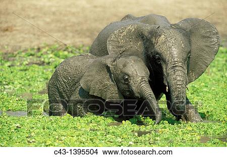 Picture - African Elephant Loxodonta africana - Two different aged calves having fun at a waterhole which is covered with Water Lettuce Pistia stratiotes South Luangwa National Park, Zambia. Fotosearch