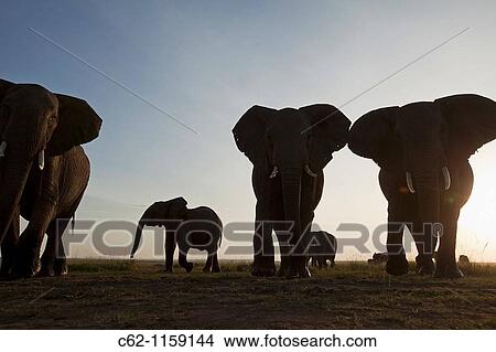 African elephant (Loxodonta africana) herd in the early morning -wide angle perspective-, Maasai Mara National Reserve, Kenya View Large Photo Image Picture - African elephant (Loxodonta africana) herd in the early morning -wide angle perspective-, Maasai Mara National Reserve, Kenya. Fotosearch