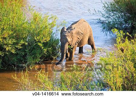 African elephant (Loxodonta africana) strolling through the Lower Sabie River, South Africa View Large Photo Image Picture - African elephant (Loxodonta africana) strolling through the Lower Sabie River, South Africa. Fotosearch