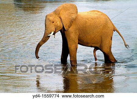 African Elephant Loxodonta africana, angry in the river, Kruger National Park, South Africa View Large Photo Image Picture - African Elephant Loxodonta africana, angry in the river, Kruger National Park, South Africa. Fotosearch