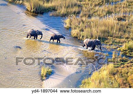 African Elephant Loxodonta africana Aerial View of the Okavango Delta, Botswana View Large Photo Image Picture - African Elephant Loxodonta africana Aerial View of the Okavango Delta, Botswana. Fotosearch