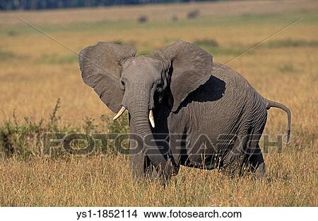 African Elephant, loxodonta africana, Masai Mara Park in Kenya View Large Photo Image Picture - African Elephant, loxodonta africana, Masai Mara Park in Kenya. Fotosearch