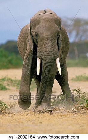 African Elephant, loxodonta africana, Adult with a Leg Injury, Masai Mara Park in Kenya. View Large Photo Image Picture - African Elephant, loxodonta africana, Adult with a Leg Injury, Masai Mara Park in Kenya.. Fotosearch
