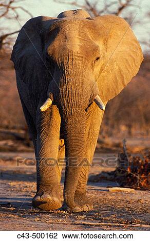 African Elephant (Loxodonta africana); bull in the evening. Hwange National Park, Zimbabwe. View Large Photo Image Stock Image - African Elephant (Loxodonta africana); bull in the evening. Hwange National Park, Zimbabwe.. Fotosearch