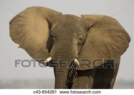 African Elephant (Loxodonta africana). Bull displays his ears in order to warn the photographer. Chobe National Park, Botswana. View Large Photo Image Stock Image - African Elephant (Loxodonta africana). Bull displays his ears in order to warn the photographer. Chobe National Park, Botswana.. Fotosearch