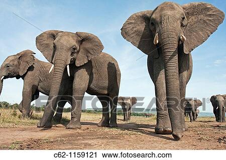 Stock Image - African elephant (Loxodonta africana) herd walking -wide angle perspective-, Maasai Mara National Reserve, Kenya. Fotosearch