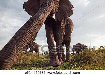 African elephant (Loxodonta africana) investigating with it's trunk -wide angle perspective-, Maasai Mara National Reserve, Kenya View Large Photo Image Stock Image - African elephant (Loxodonta africana) investigating with it's trunk -wide angle perspective-, Maasai Mara National Reserve, Kenya. Fotosearch