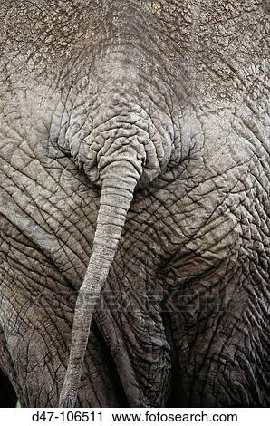 African Elephant (Loxodonta africana), tail. Masai Mara Reserve, Kenya View Large Photo Image Stock Image - African Elephant (Loxodonta africana), tail. Masai Mara Reserve, Kenya. Fotosearch