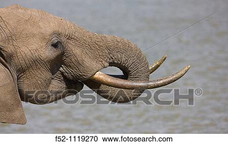 African Elephant (Loxodonta africana), Ol Pejeta wildlife Conservancy, Kenya View Large Photo Image Stock Image - African Elephant (Loxodonta africana), Ol Pejeta wildlife Conservancy, Kenya. Fotosearch