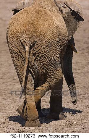 African Elephant (Loxodonta africana), Ol Pejeta wildlife Conservancy, Kenya View Large Photo Image Stock Image - African Elephant (Loxodonta africana), Ol Pejeta wildlife Conservancy, Kenya. Fotosearch