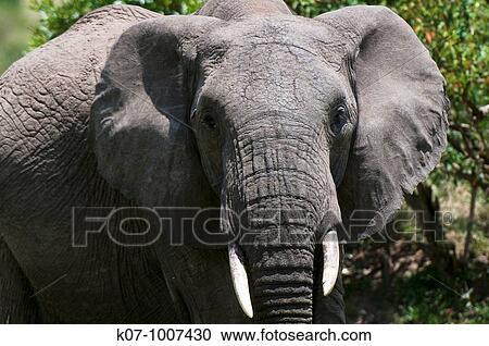 African Elephant Loxodonta africana, Masai Mara National Reserve, Kenya View Large Photo Image Stock Image - African Elephant Loxodonta africana, Masai Mara National Reserve, Kenya. Fotosearch