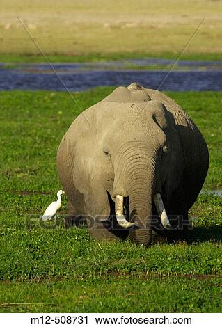 Stock Image - African Elephant ( Loxodonta africana). Amboseli National Park. Kenya. Fotosearch