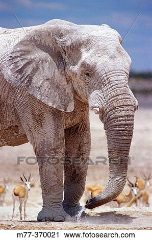 Stock Image - African elephant (Loxodonta africana) and springbok (Antidorcas marsupialis). Etosha National Park. Namibia. Fotosearch