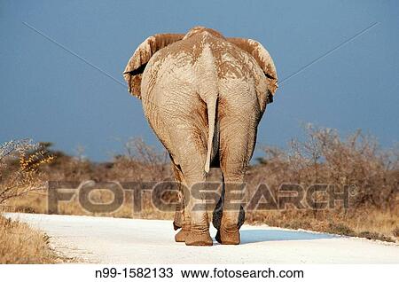 African elephant Loxodonta africana, backside, walking on gravel road, Etosha National Park, Namibia View Large Photo Image Stock Image - African elephant Loxodonta africana, backside, walking on gravel road, Etosha National Park, Namibia. Fotosearch