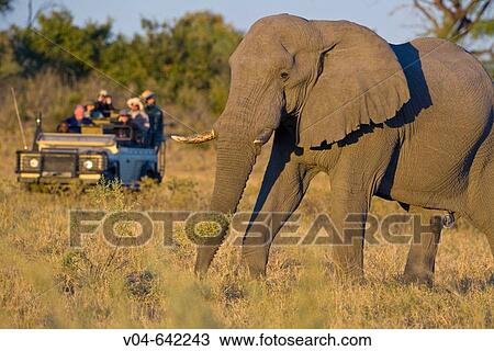 African elephant (Loxodonta africana) in front of a safari vehicle, Chobe, Botswana View Large Photo Image Stock Image - African elephant (Loxodonta africana) in front of a safari vehicle, Chobe, Botswana. Fotosearch