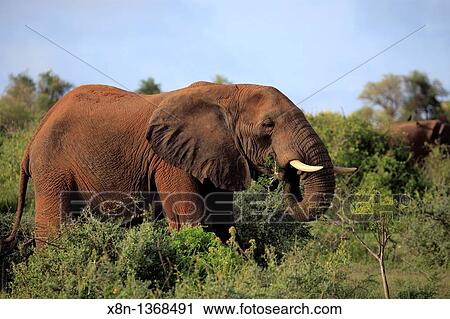 Stock Image - African Elephant Loxodonta africana, Murchison Falls national park, Uganda, East Africa. Fotosearch