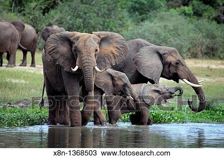 African Elephant Loxodonta africana, Murchison Falls national park, Uganda, East Africa View Large Photo Image Stock Image - African Elephant Loxodonta africana, Murchison Falls national park, Uganda, East Africa. Fotosearch