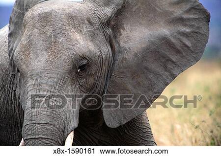 African Elephant Loxodonta africana, Tarangire National Park, Tanzania View Large Photo Image Stock Image - African Elephant Loxodonta africana, Tarangire National Park, Tanzania. Fotosearch
