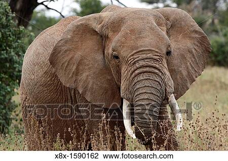 African Elephant Loxodonta africana, Tarangire National Park, Tanzania View Large Photo Image Stock Image - African Elephant Loxodonta africana, Tarangire National Park, Tanzania. Fotosearch