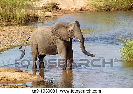 African Elephant (Loxodonta africana), in the river, Kruger National Park, South Africa. View Large Photo Image Stock Image - African Elephant (Loxodonta africana), in the river, Kruger National Park, South Africa.. Fotosearch