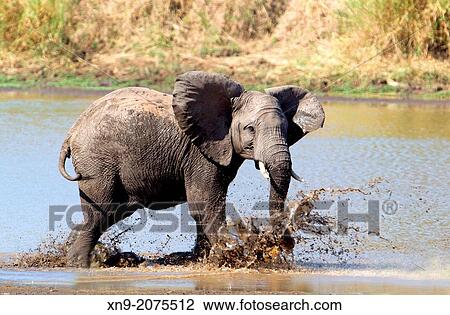 Stock Image - African Elephant (Loxodonta africana), in the river, Shingwedzi river, Kruger National Park, South Africa.. Fotosearch